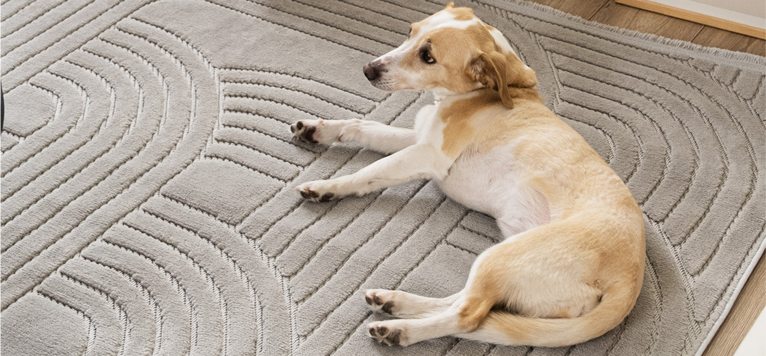 Hayvanlara Uygun Halı - Patili Dostlarınız İçin En İyi Halı Seçimi Nasıl Yapılır?